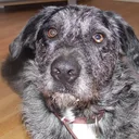 Otterhound