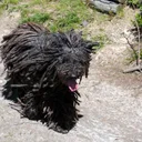 Puli