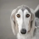 Saluki