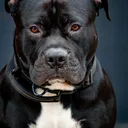 Staffordshire Bull Terrier