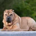 Shar-Pei