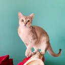 Singapura