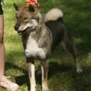 Shikoku