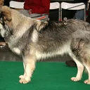 Karst Shepherd Dog