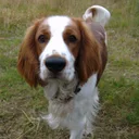 Welsh Springer Spaniel
