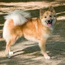 Cão Pastor Islandês
