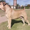Boerboel