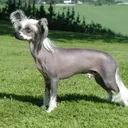 Chien chinois à crête