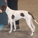 Oude Deense staande hond