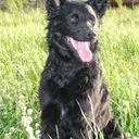 Kroatische herdershond