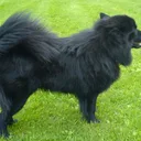 Chien suédois de Laponie