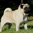 Pug