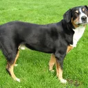Entlebucher Mountain Dog