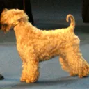 Irish Soft Coated Terrier