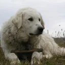 Kuvasz húngaro