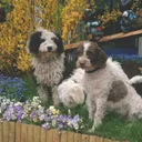 Cão de água espanhol