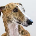 Galgo Espanhol