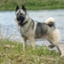 Elkhound norueguês cinzento