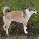 Chien norvégien de Macareux