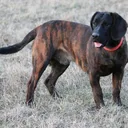 Sabueso de Hanôver