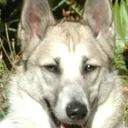 West-Siberische Laika