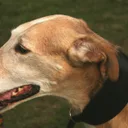 Polish Greyhound