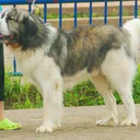 Pyrenäen-Mastiff