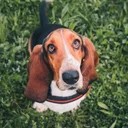 Basset Hound