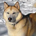 Siberian Husky