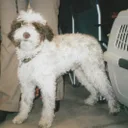 Lagotto Romagnolo