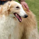 Borzoi
