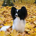 Spaniel Anão Continental