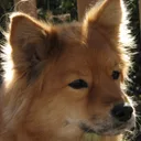 Finse Spitz