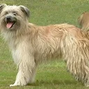 Pyrenean Shepherd