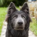 Blue Bay Shepherd