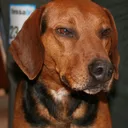 Chien courant de Schiller