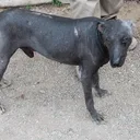 Perro sin pelo del Perú