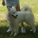 Laika da Iacútia
