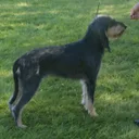 Italian Hound
