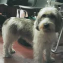 Petit Basset Griffon Vendeano