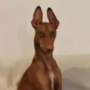 Cirneco de l'Etna