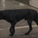 Majorca Shepherd Dog