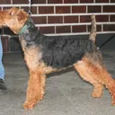 Welsh Terrier