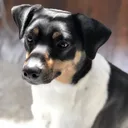 Ratonero Bodeguero Andaluz