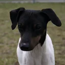 Terrier japonés