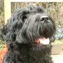 Terrier Ruso Negro