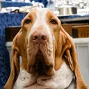 Chien de Saint-Hubert