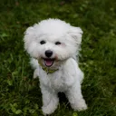 Bichon à poil frisé