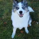 Pomsky