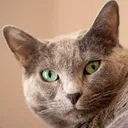 Russian Blue